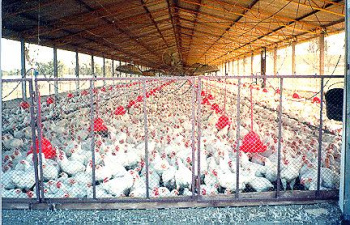 Avicultores integrados criam entidade de representação nacional