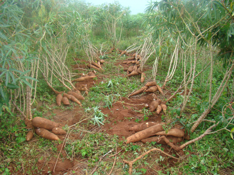 Preços em alta motivam agricultores de MS a investirem na mandioca O preço médio da tonelada está cotado a R$ 450, valor bem maior do que era pago há cerca de dois anos, em torno de R$ 225 a tonelada
