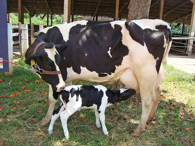 (Foto: Divulgação)