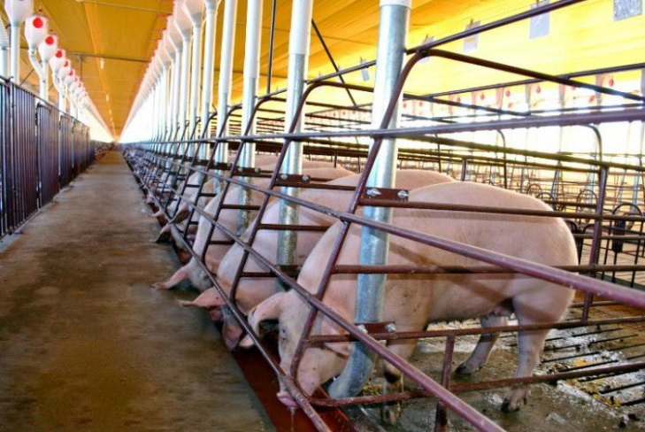 Mercado de suínos está frágil
