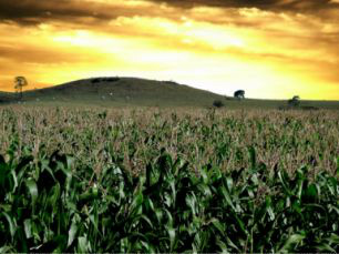 MS: Produtores já procuram garantir cultivo da segunda safra de milho