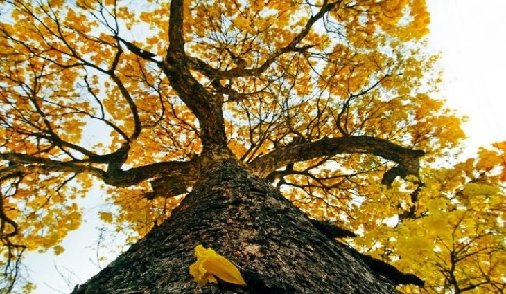 Ultimo fim de semana da primavera será de tempo firme em grande parte de MS Foto: Saul Schramm