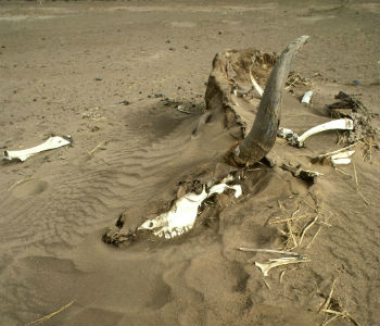 Seca na América Central. Foto: ONU/John Isaac