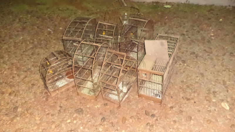 PMA autua idoso em R$ 5 mil por criar 10 aves silvestres ilegalmente