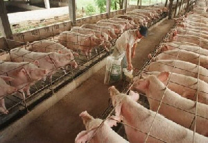 24 de Julho - Dia Nacional do Suinocultor 24 de Julho - Dia Nacional do Suinocultor