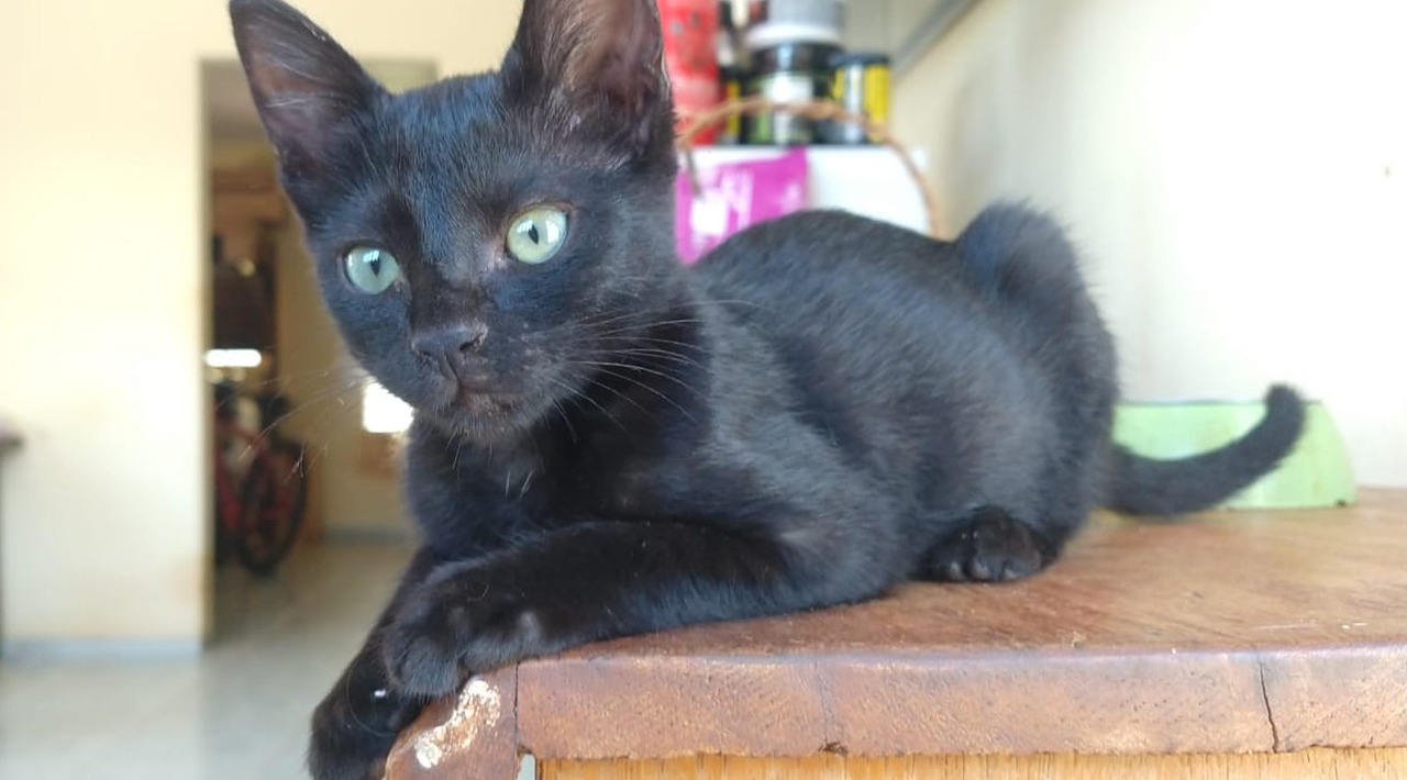 Este é um dos animais que estarão disponíveis para adoção / Foto: Divulgação