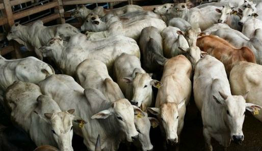 Pecuária brasileira tem decréscimo nos preços reais, sinaliza Cepea (Foto: Divulgação)
