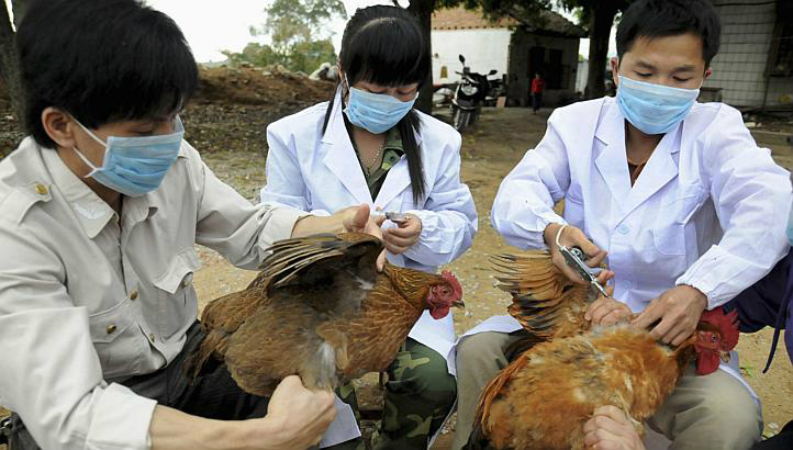 China tem mais dois casos da nova gripe aviária