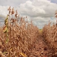 Soja tem crescimento de 85% nas vendas externas de MS Imagem créditos: Divulgação