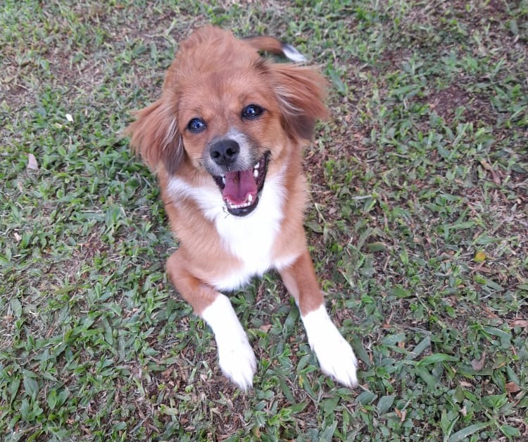 Amambai: feira de adoção da Ong Protetora dos animais é adiada Um dos animais que estarão disponíveis para doação na feira, que acontece dia 29 de dezembro / Foto: Divulgação