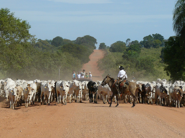 MS vai fazer estudo inédito da tuberculose no rebanho bovino