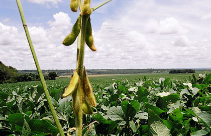 Estado publica novo Valor Real Pesquisado da soja em grãos e carvão vegetal