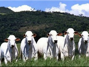 Iagro e Famasul orientam sobre registro de vacina na internet