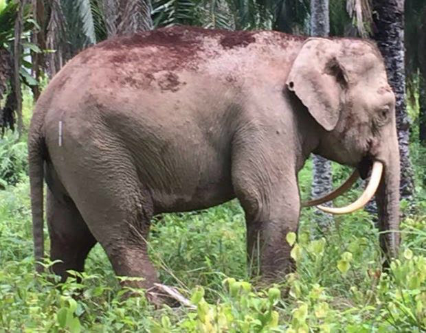 Este elefante ganhou o nome de Sabre por causa de suas presas incomuns, curvadas para baixo. Ele foi posteriormente assassinado por caçadores de marfim (Foto: Danau Girang Field Center e Wildlife Rescue Unit)