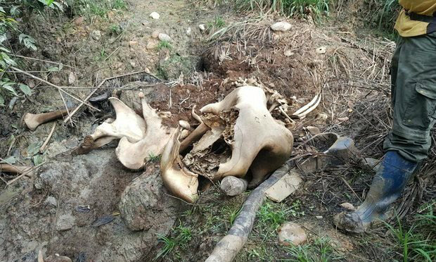 O esqueleto de Sabre, um elefante pigmeu macho morto na ilha de Bornéu por suas presas (Foto: Danau Girang Field Center e Wildlife Rescue Unit)