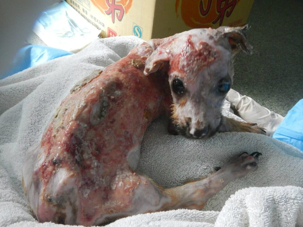 Cão é atacado com água fervente depois de roer o celular do tutor O cão foi atacado com água fervente depois de roer o celular de seu tutor (Foto: Animals Asia)