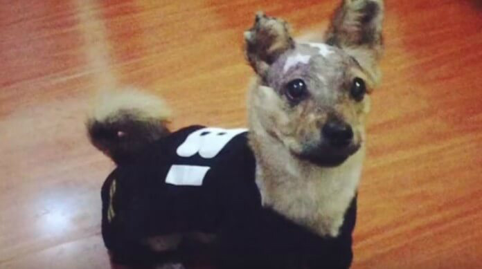 Cão é atacado com água fervente depois de roer o celular do tutor O cão foi resgatado por uma mulher e hoje vive feliz (Foto: Animals Asia)