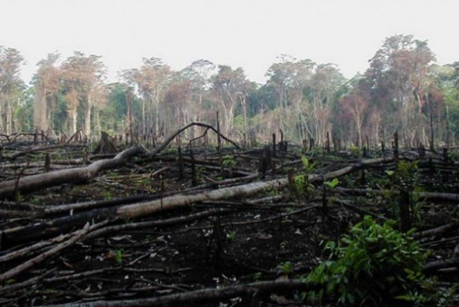 Emendas à MP do Código Florestal poderão ser apresentadas até amanhã