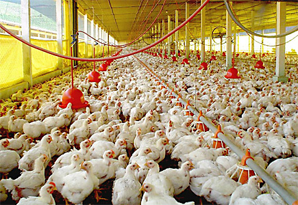 Tanto o uso de hormônios na produção de carne de frango, quanto aditivos como conservantes, são proibidos por legislações do próprio ministério