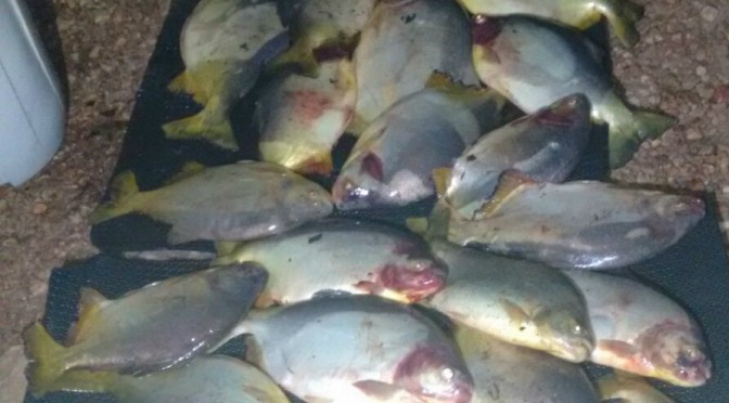 PMA prende profissional de pesca durante a piracema com 40 Kg de pescado