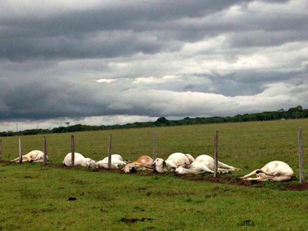 Fazenda é atingida por raio pela segunda vez e 13 animais morrem Raio matou 13 cabeças de gado; animais estavam próximos a cerca (Foto: Paulo Fernandes / G1 MS)