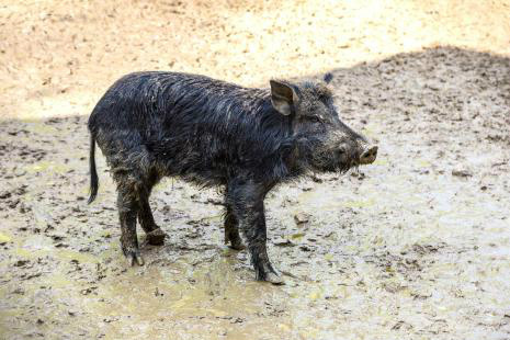 Projeto quer regulamentar caça de animais silvestres, como o javali (Foto: Divulgação)