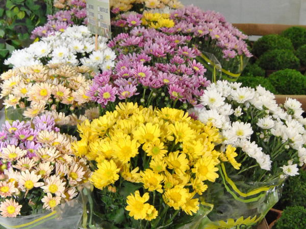 A feira tem o intuito de expor flores ornamentais, frutíferas, para jardinagem.