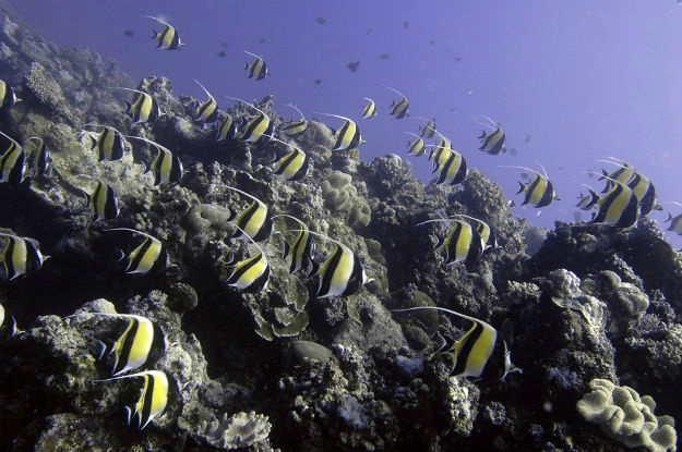 ONU: 99% dos arrecifes de corais podem sofrer branqueamento neste século