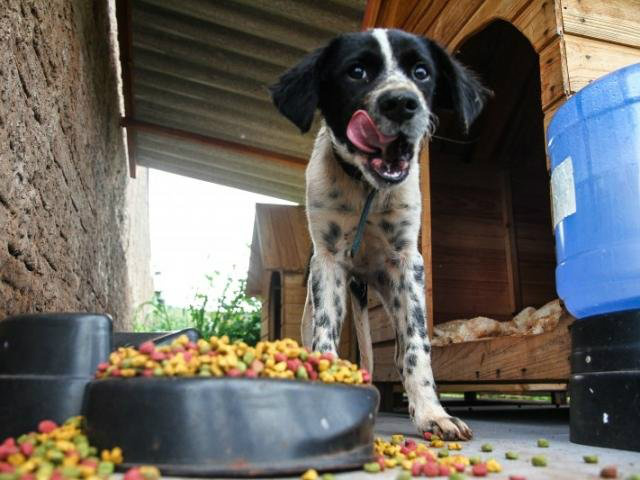 Até cachorro que tem tutor aproveita o espaço para se alimentar. (Foto: Divulgação Alcides Neto)