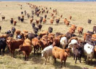 Produtor de Iguatemi que teve fazenda saqueada inicia retirada do gado O presidente do Sindicato Rural de Iguatemi, Hilário Parisi, preocupa-se com a possibilidade de novas invasões