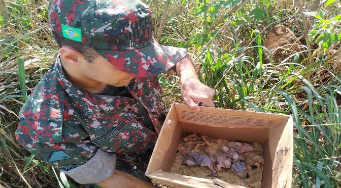 PMA e Ibama encerram operação contra o tráfico de papagaios e apreendem 185 aves PMA e Ibama encerram operação contra o tráfico de papagaios e apreendem 185 aves