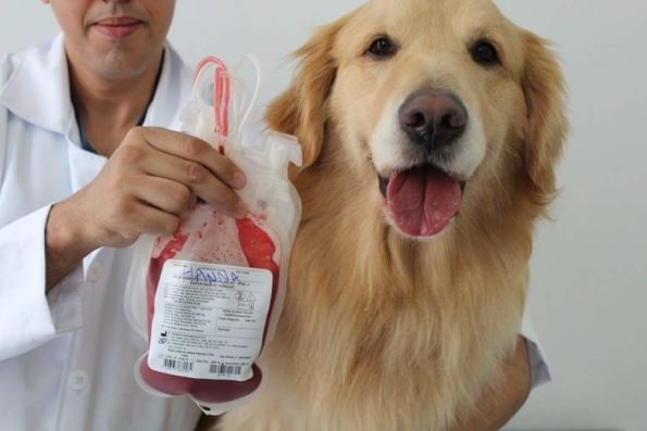 Pets podem doar sangue e salvar cães e gatos