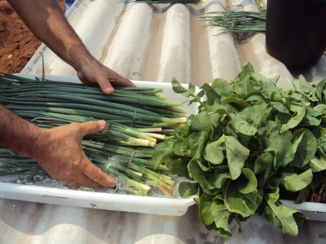 Internos do Centro Penal Agrícola doam primeira colheita de horta a instituições Internos do Centro Penal Agrícola doam primeira colheita de horta a instituições