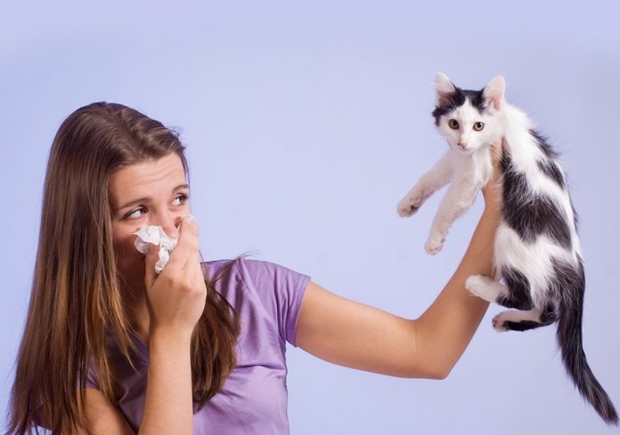 Como tratar alergia a gatos Como tratar alergia a gatos