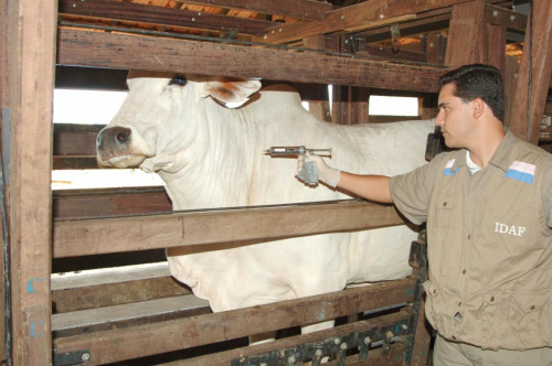 Pecuarista tem até dia 15 para declarar vacinação anti aftosa pela internet