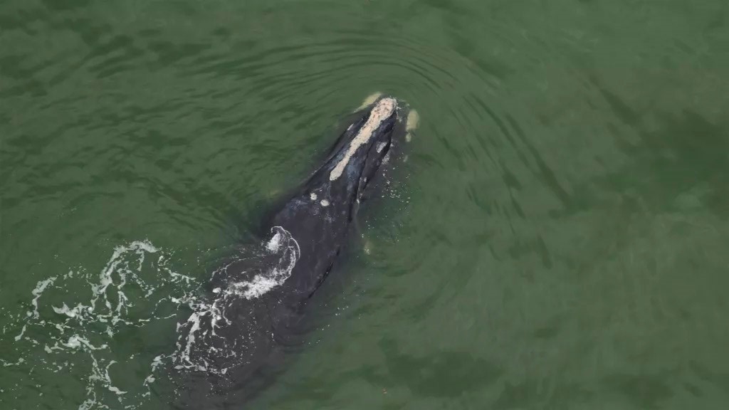 Baleias-francas: 2 filhotes trazem esperança à espécie ameaçada Filhote de Chiminea (Fonte: CMAquarium/Reprodução)
