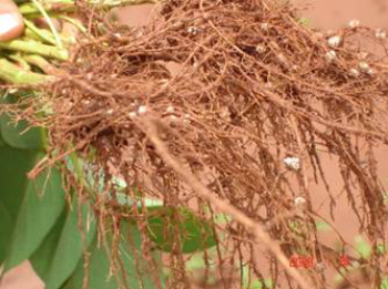 MS tem ganho médio de 9% na produtividade da soja com inoculação