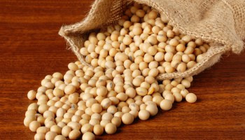 Semente de soja é opção para produzir substância usada no combate à aids Foto: Divulgação