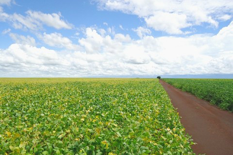 Soja ocupa área recorde de plantio em MS Foto: Ascom Famasul