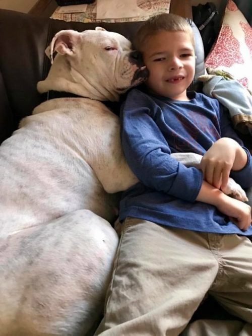 Menino com necessidades especiais e cachorra surda constroem amizade inspiradora Connor e Ella é uma combinação perfeita (Foto: Brandi Guillet/Facebook)