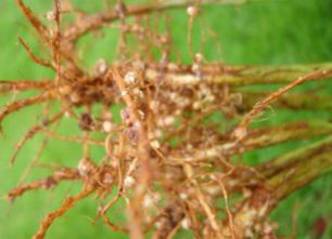 Fixação biológica de nitrogênio aumenta produtividade da soja, segundo pesquisador da Embrapa.Foto: Fábio Martins Mercante/Embrapa Agropecuaria Oeste