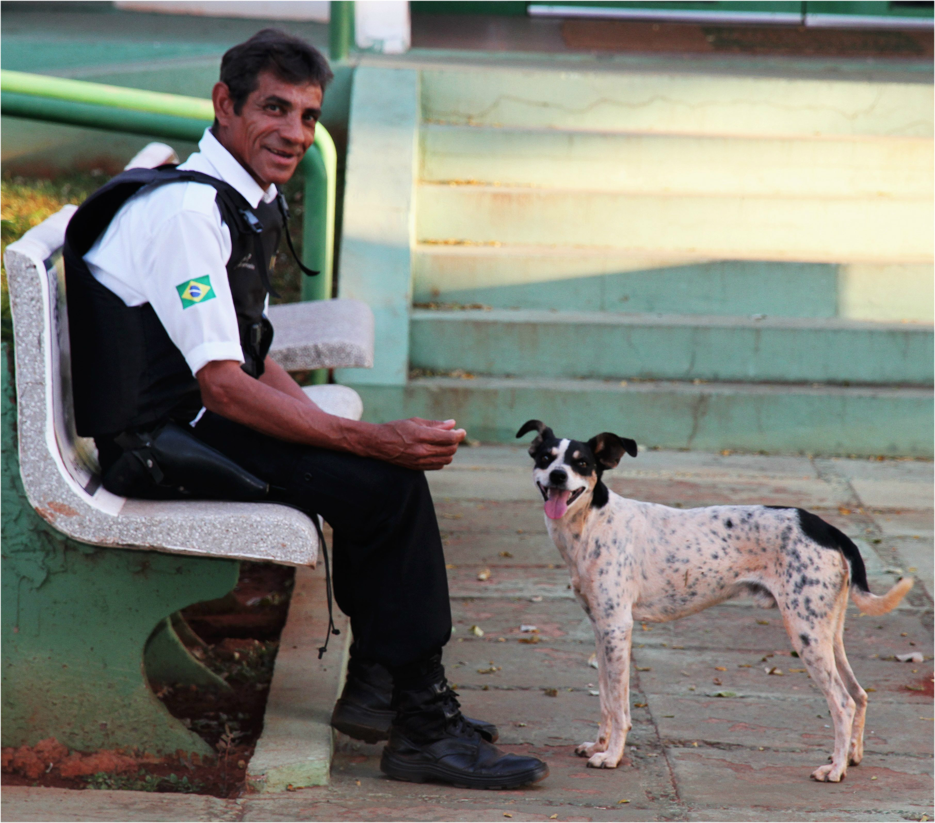 Após acidente e morte de dono, cão permanece com o veículo no Detran-MS Após acidente e morte de dono, cão permanece com o veículo no Detran-MS