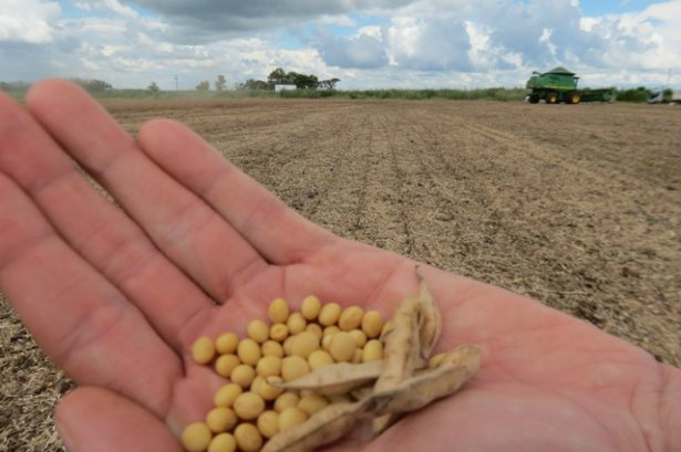 Com fim do vazio sanitário, inicia período do plantio de soja em MS