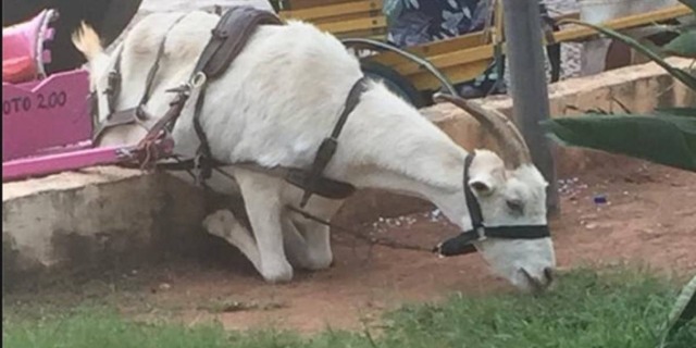 Foto de bode tentando alcançar grama para comer causa indignação Foto: Divulgação