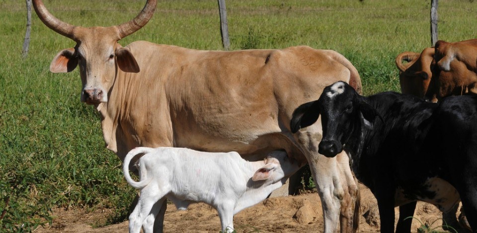 Regiões agrícolas brasileiras puxam crescimento do PIB Segundo o IBGE, 82% dos municípios brasileiros classificados como os maiores produtores do agro cresceram em média 4,4% ao ano no período informado - Foto: Gabriel Jabur/Agência Brasília