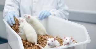 Estamos nos aproximando do fim dos testes com animais? Divulgação