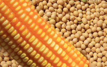 Cotação dos produtos agrícolas no Mato Grosso do Sul