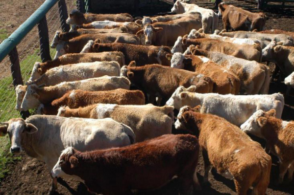Oferta de animais de cocho pressiona mercado do boi gordo, avalia consultoria Oferta de animais de cocho pressiona mercado do boi gordo, avalia consultoria