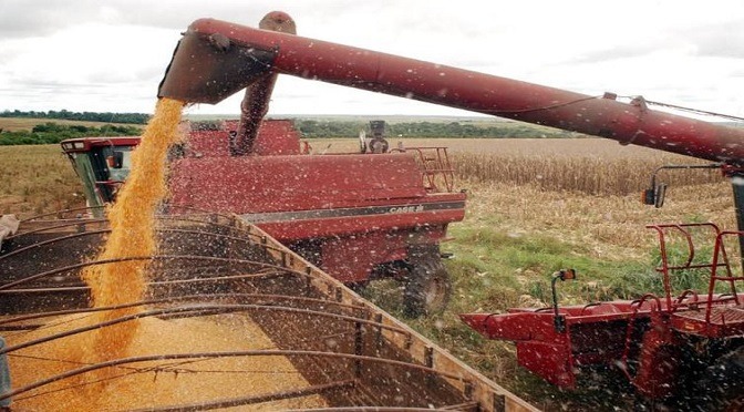 Entre os maiores produtores agrícolas, municípios são recordistas em safra Maracaju e Ponta Porã também somam 1,6 milhão de tonelada na cultura do milho, com destaque para Ponta Porã, fronteira com o Paraguai, responsável por grande parte dessa produção – 1,1 milhão de tonelada