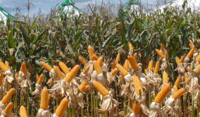 Exportações brasileiras de milho registram queda no mês de novembro